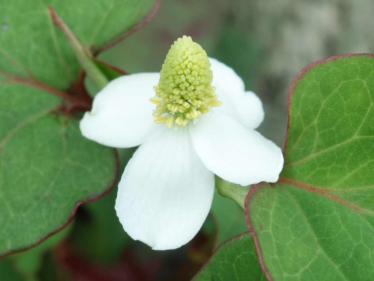 ドクダミ（蕺草）