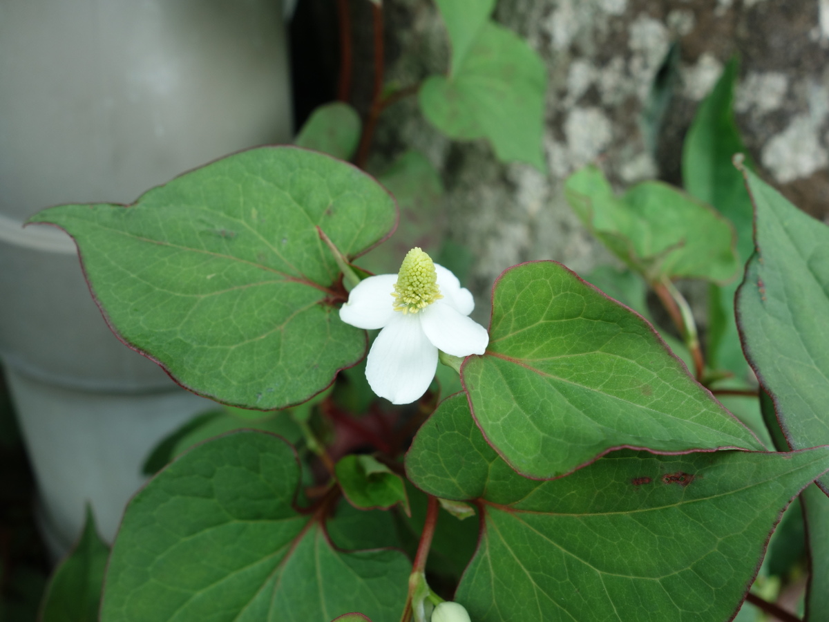 ドクダミ（蕺草）