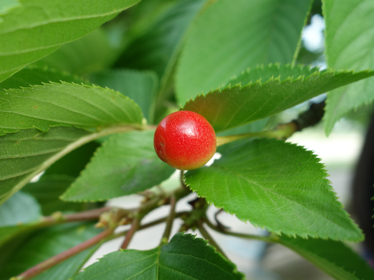 ソメイヨシノの樹に生っている赤いさくらんぼ