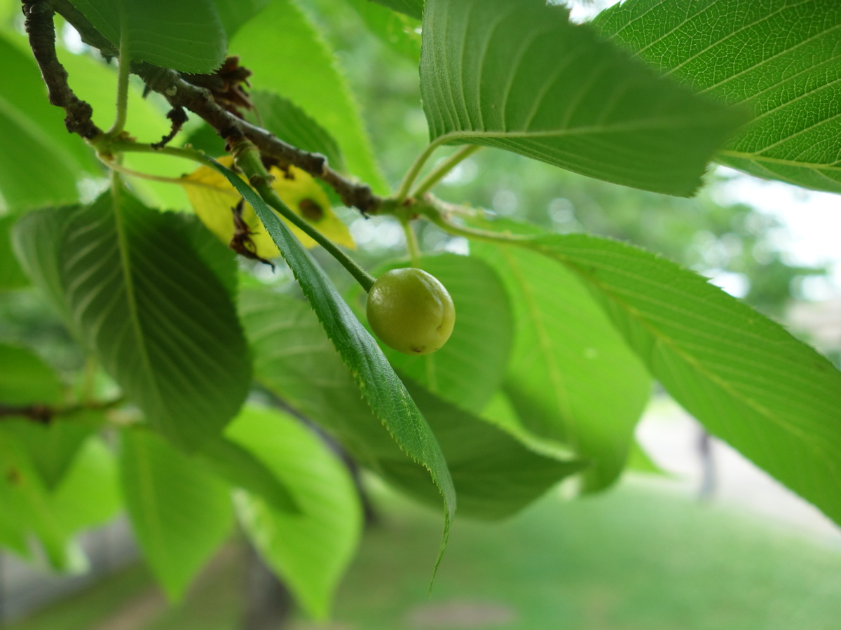 ソメイヨシノの樹に生っている青いさくらんぼ