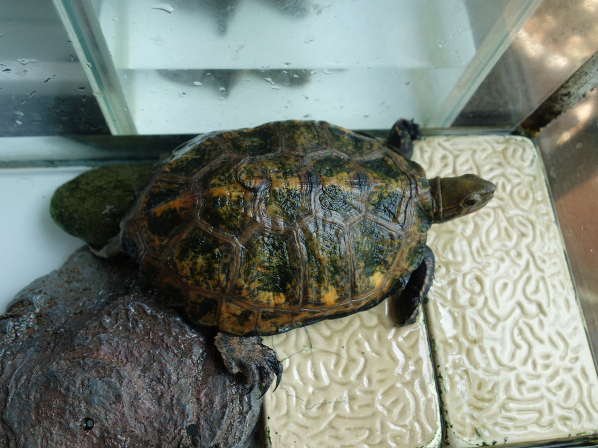 ニホンイシガメ