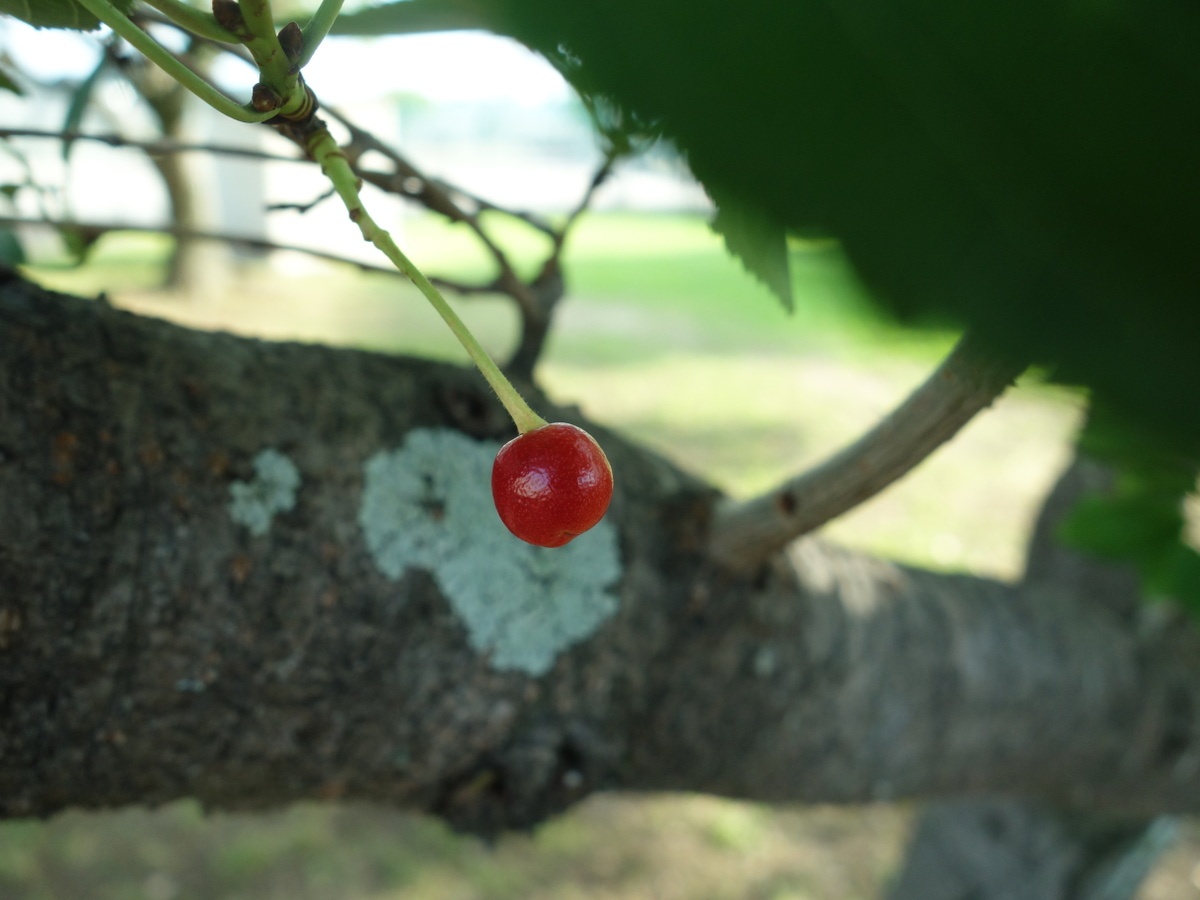 桜の木に生ったさくらんぼ