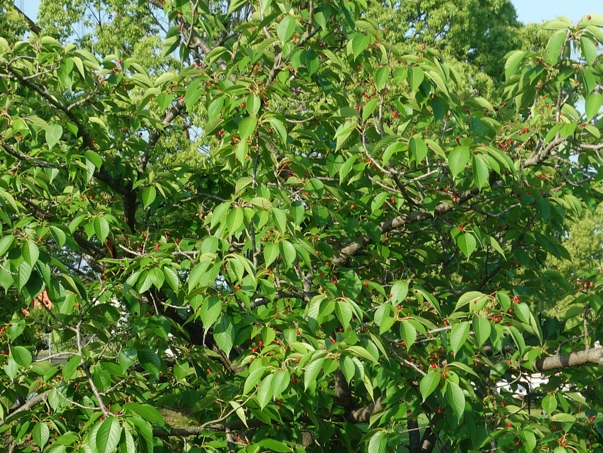 桜の木に生ったさくらんぼ