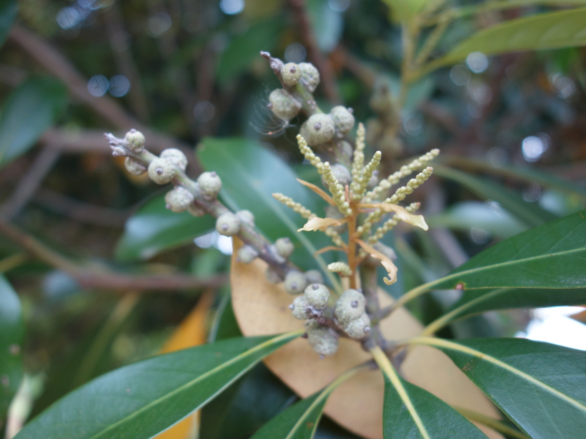 マテバシイ（馬刀葉椎）