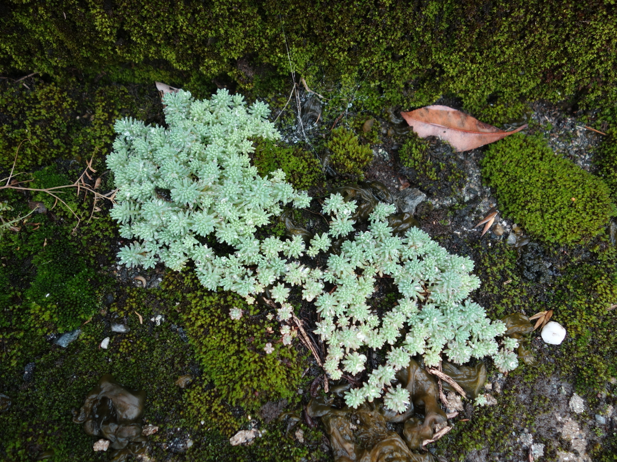パリダム（シンジュボシマンネングサ）