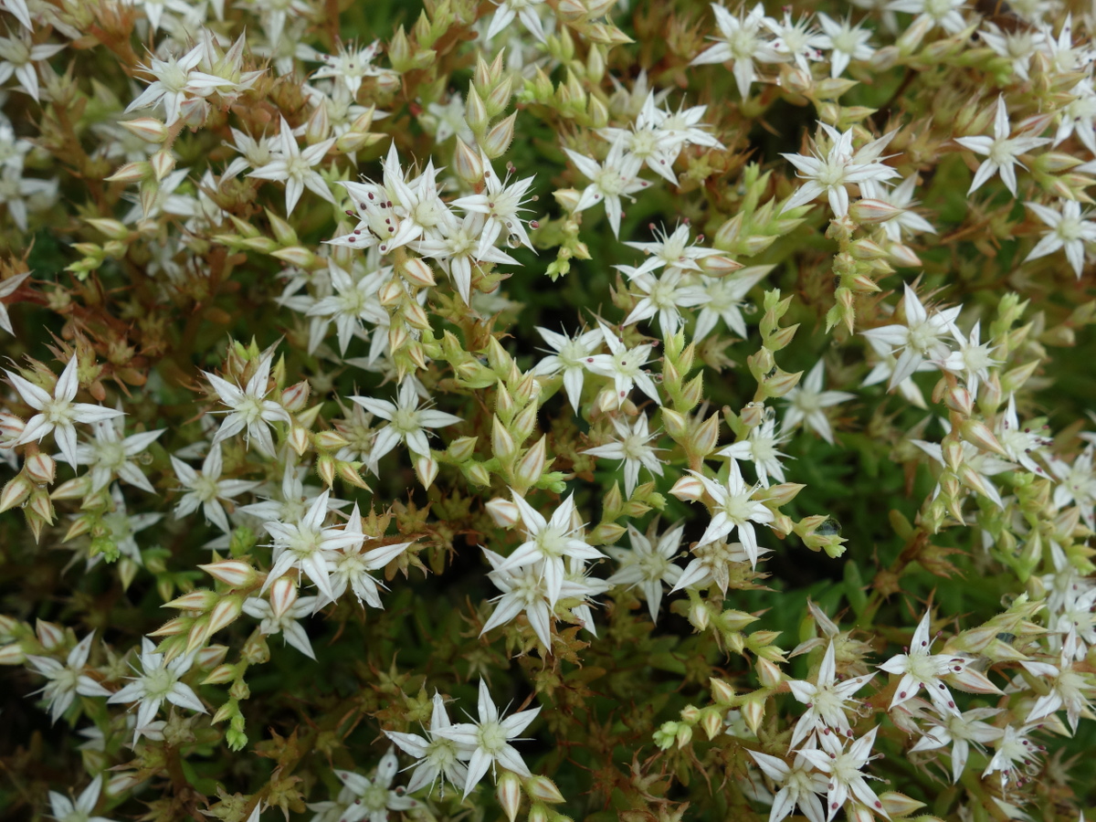 パリダム（シンジュボシマンネングサ）