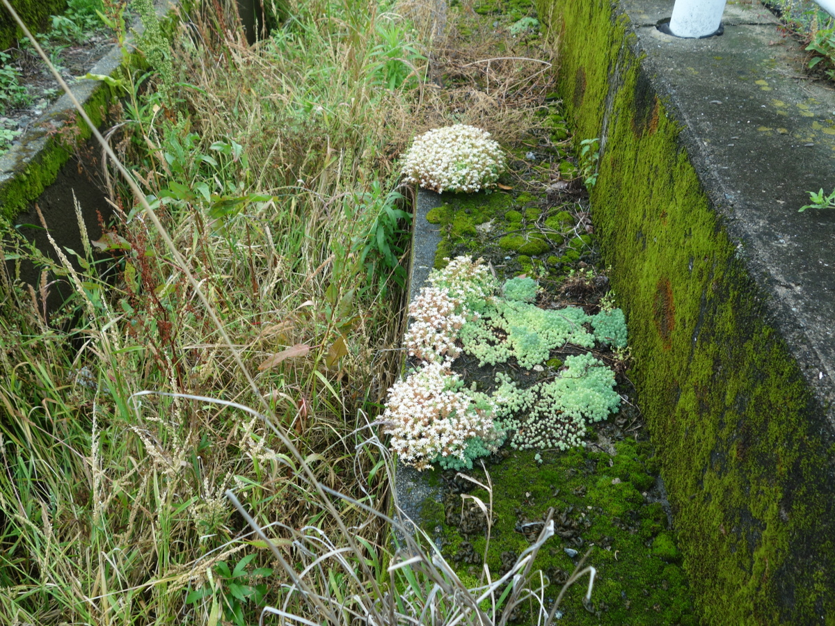 パリダム（シンジュボシマンネングサ）