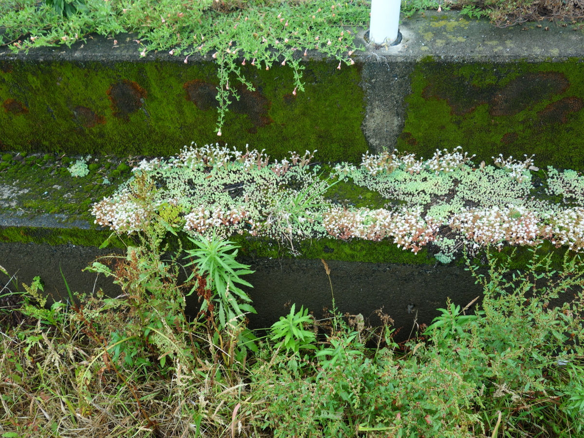 パリダム（シンジュボシマンネングサ）