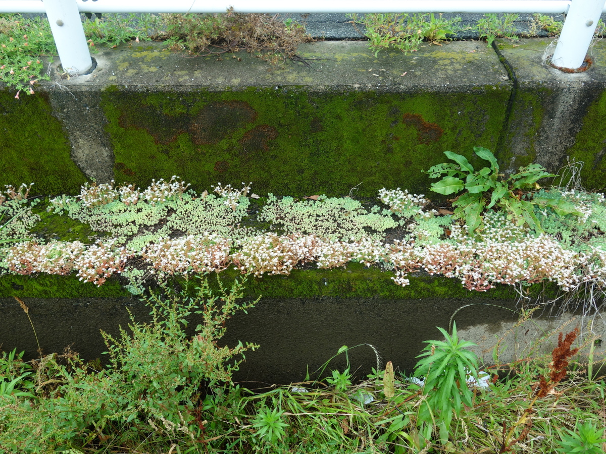 パリダム（シンジュボシマンネングサ）