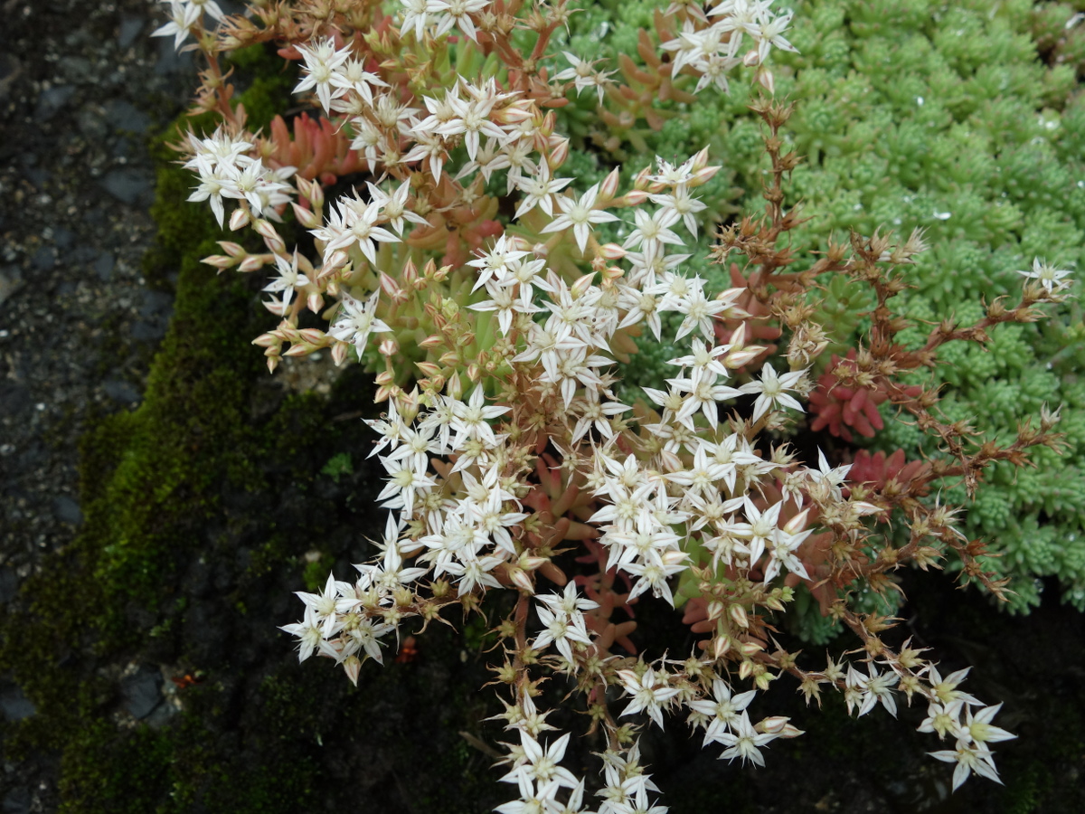 パリダム（シンジュボシマンネングサ）