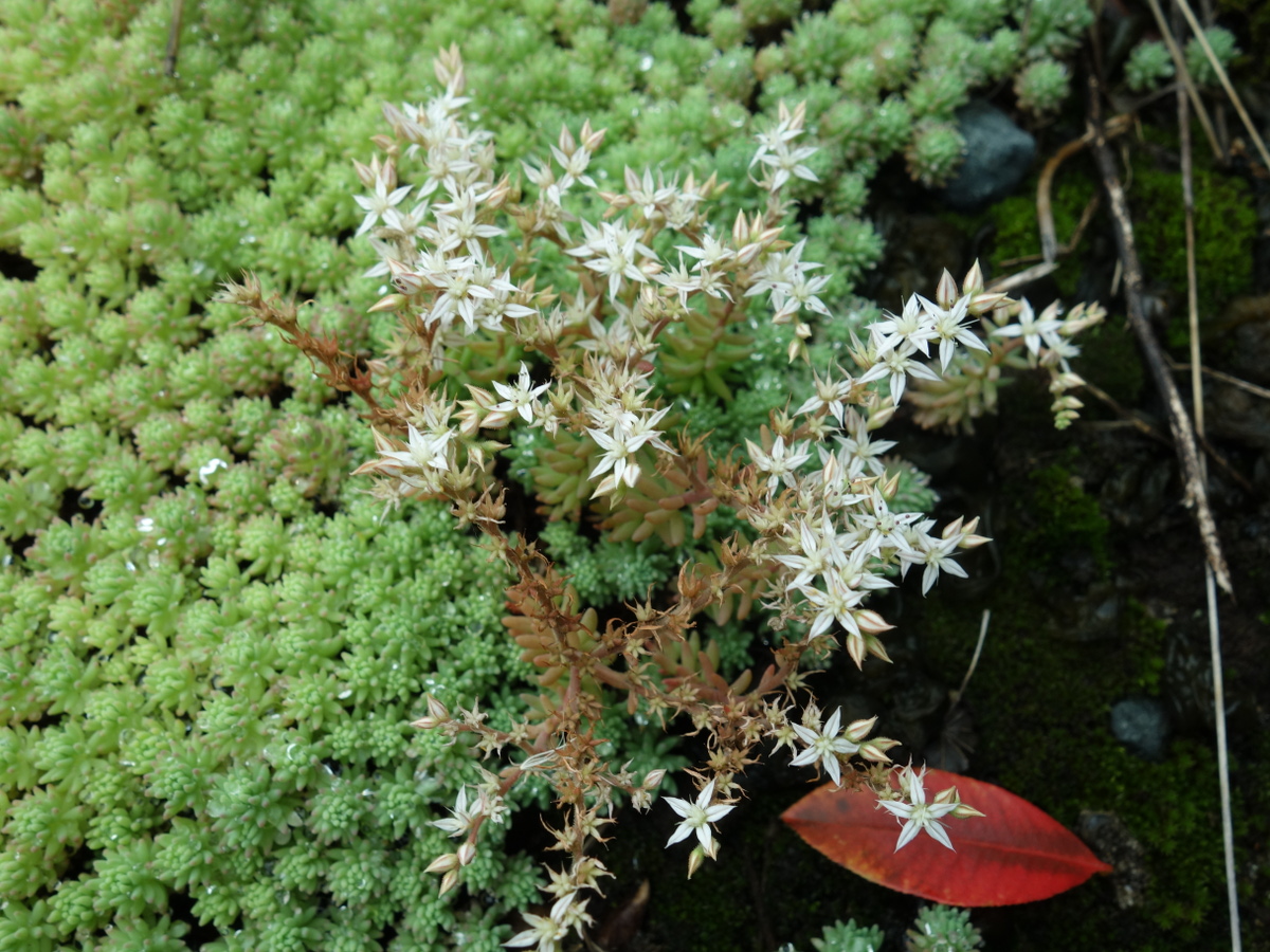 パリダム（シンジュボシマンネングサ）