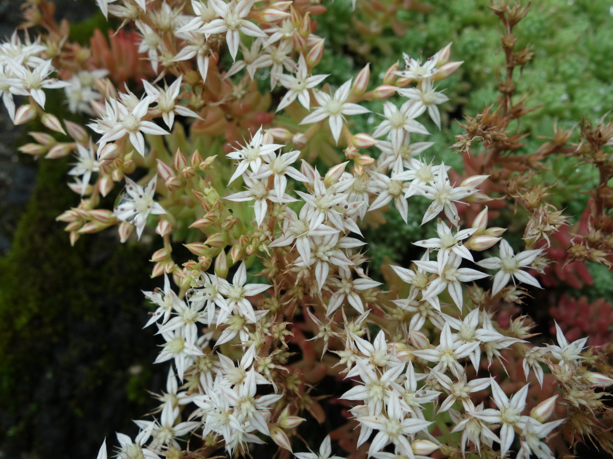 パリダム（シンジュボシマンネングサ）