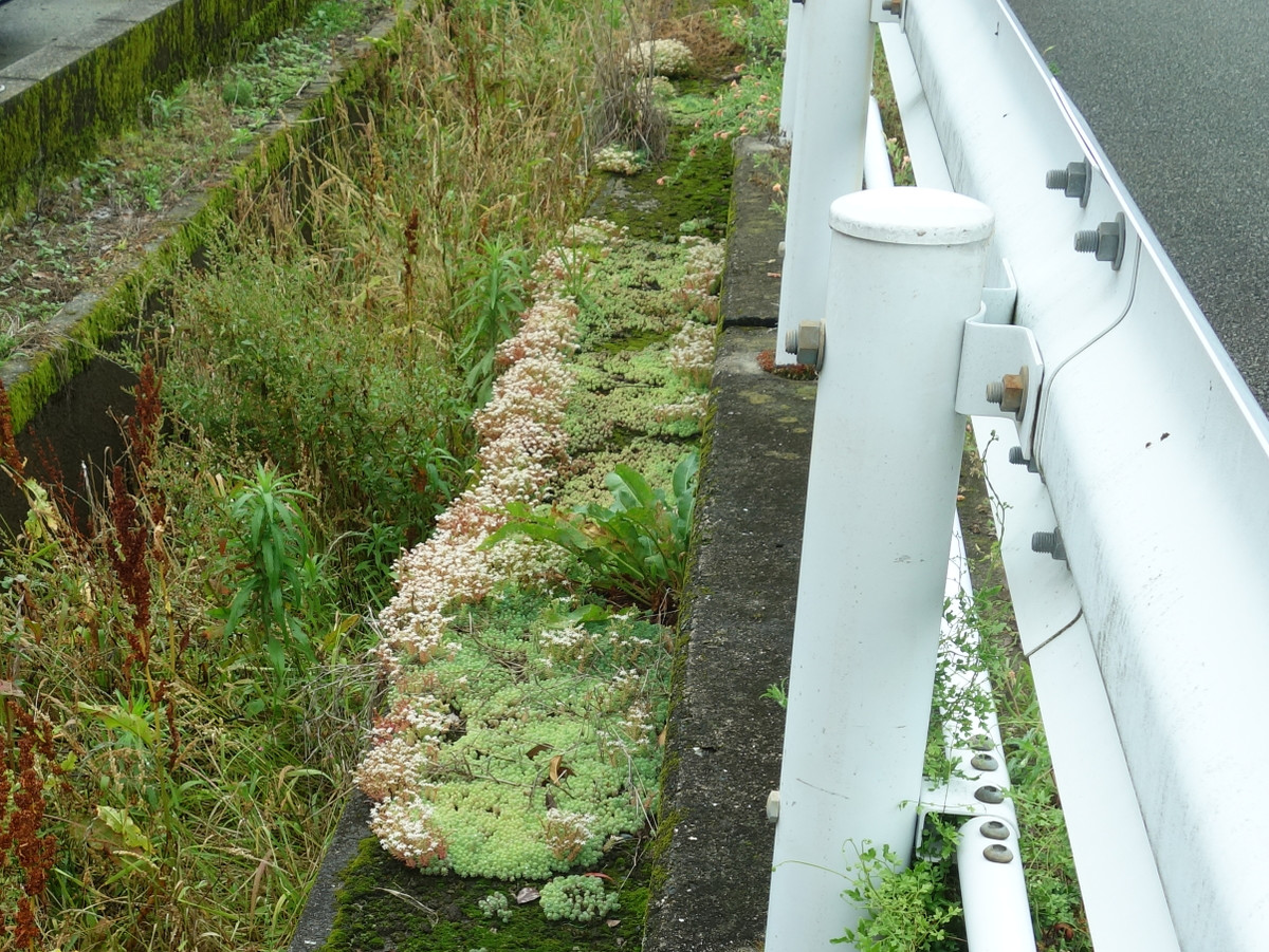 パリダム（シンジュボシマンネングサ）