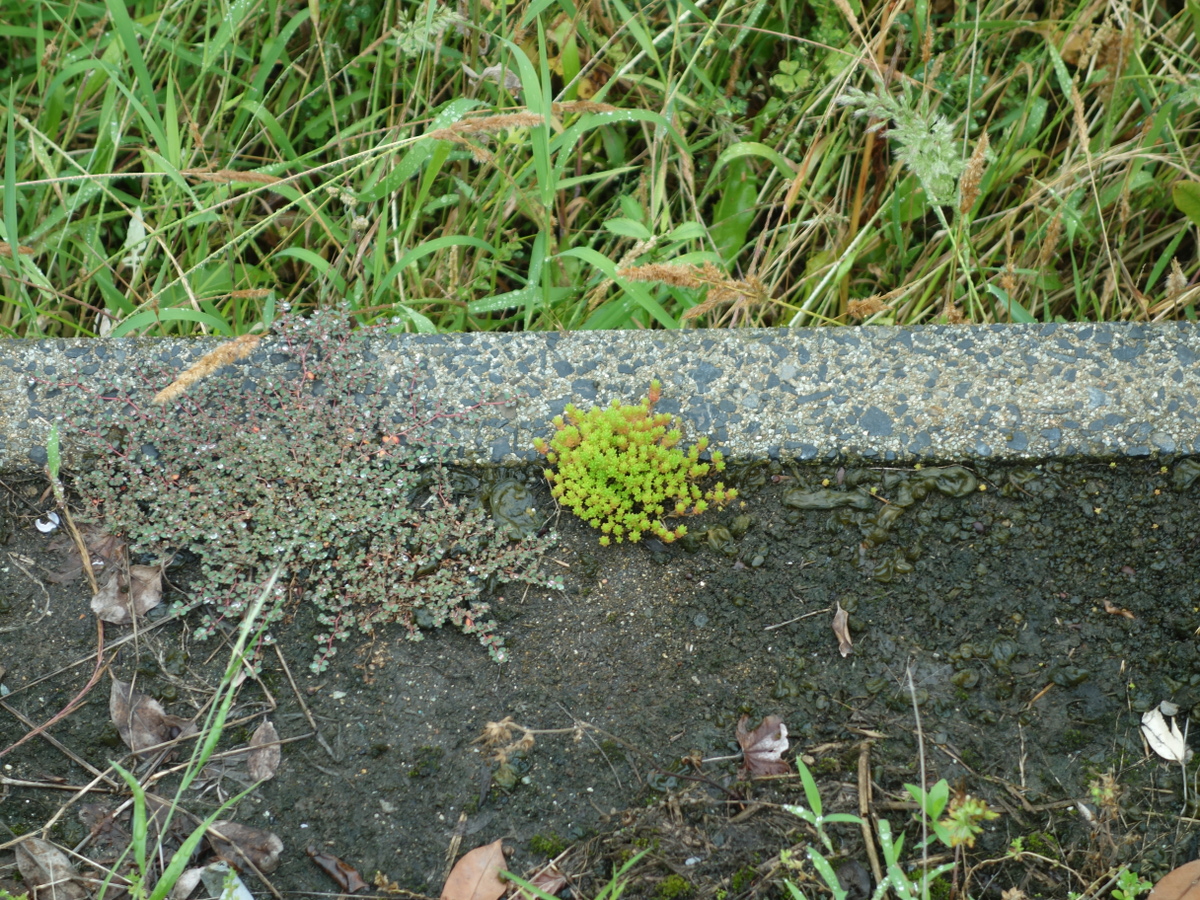 ツルマンネングサ（蔓万年草）