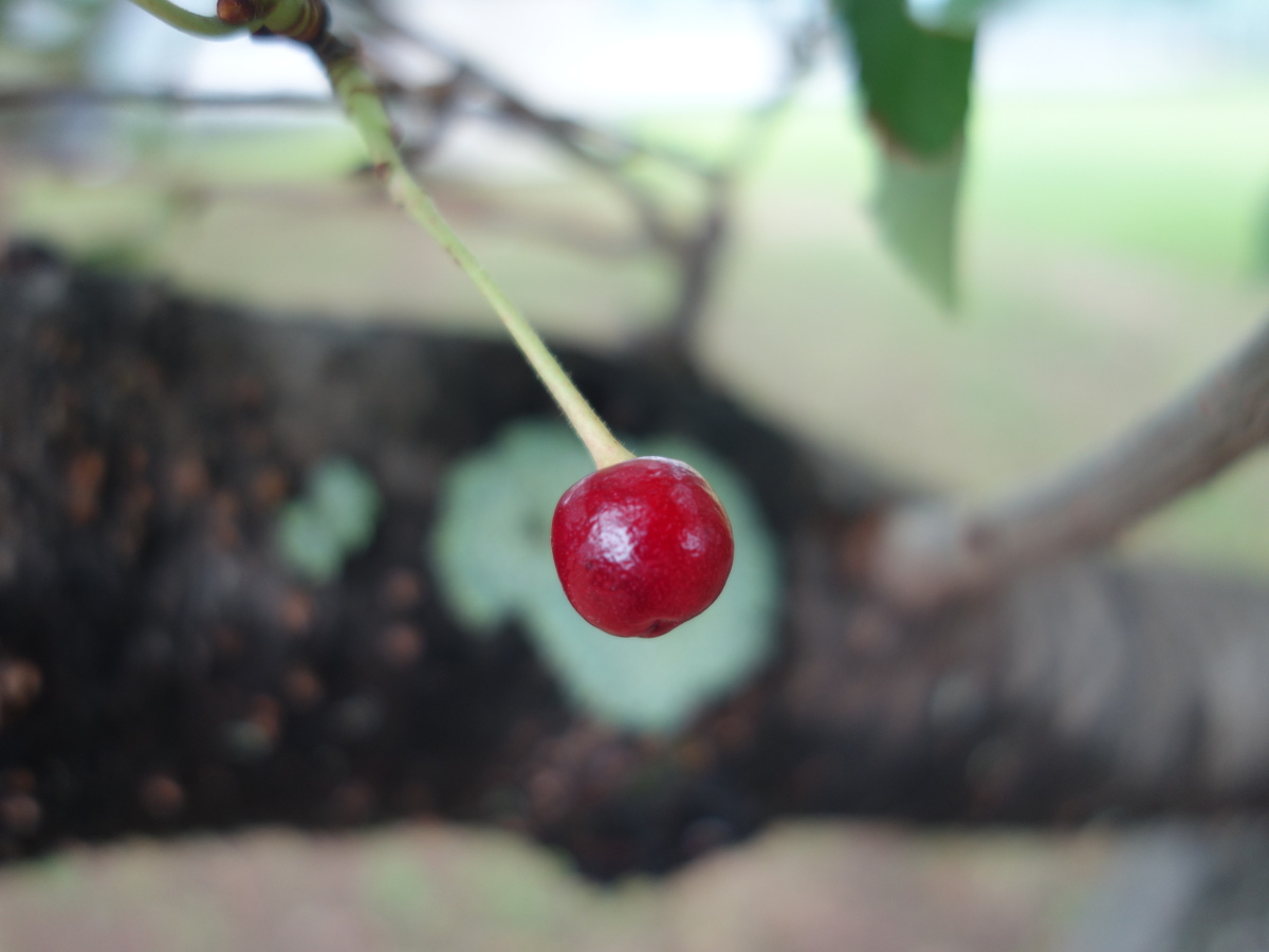 桜の木に生ったさくらんぼ