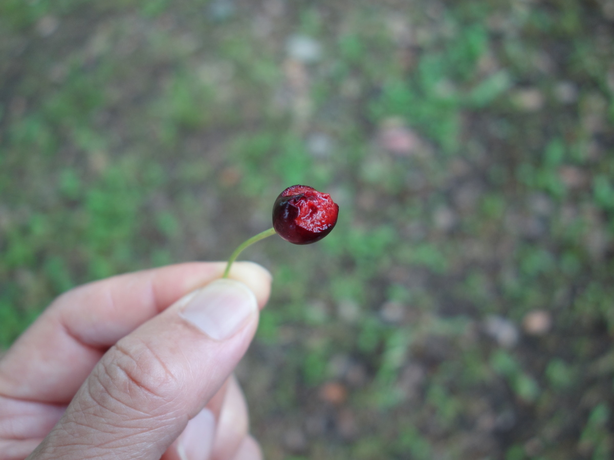 桜の木に生ったさくらんぼ