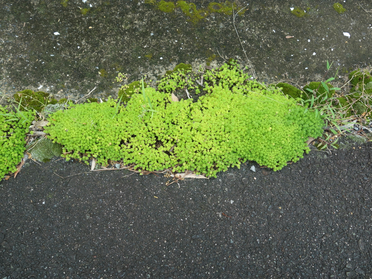 ツルマンネングサ（蔓万年草）