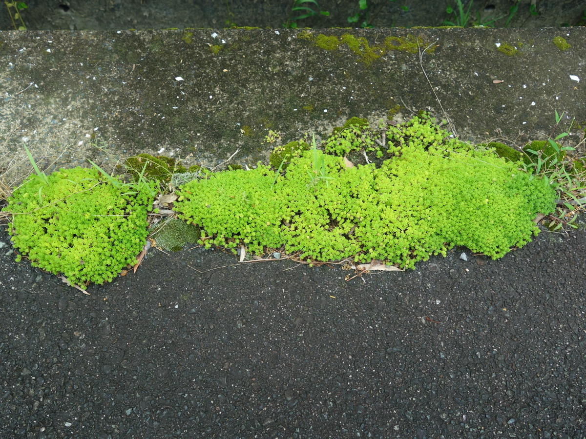 ツルマンネングサ（蔓万年草）