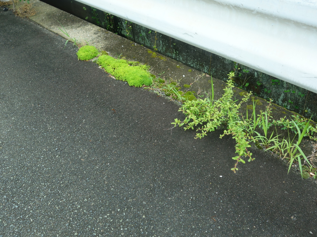 ザクロと思われる植物