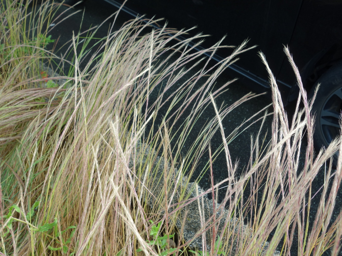 ナギナタガヤ（薙刀茅）