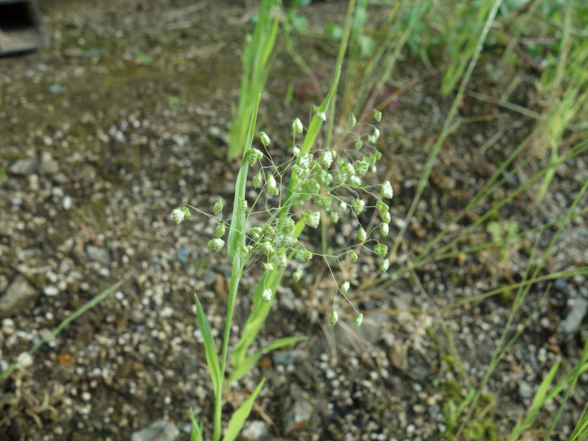 ヒメコバンソウ（姫小判草）