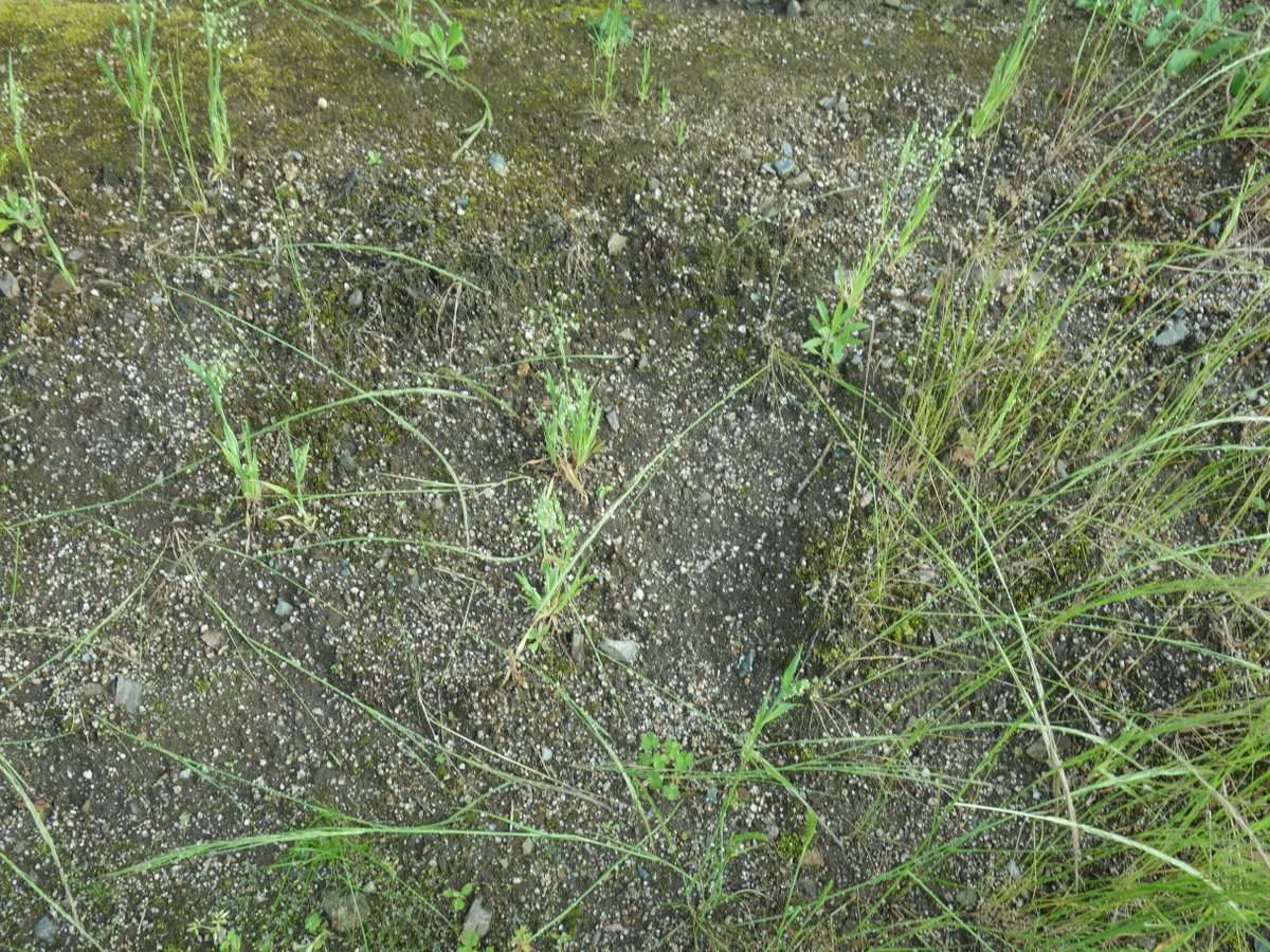 ヒメコバンソウ（姫小判草）