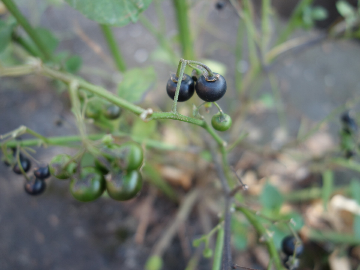イヌホオズキ（犬酸漿）の実