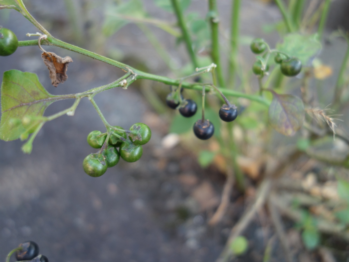 イヌホオズキ（犬酸漿）の実