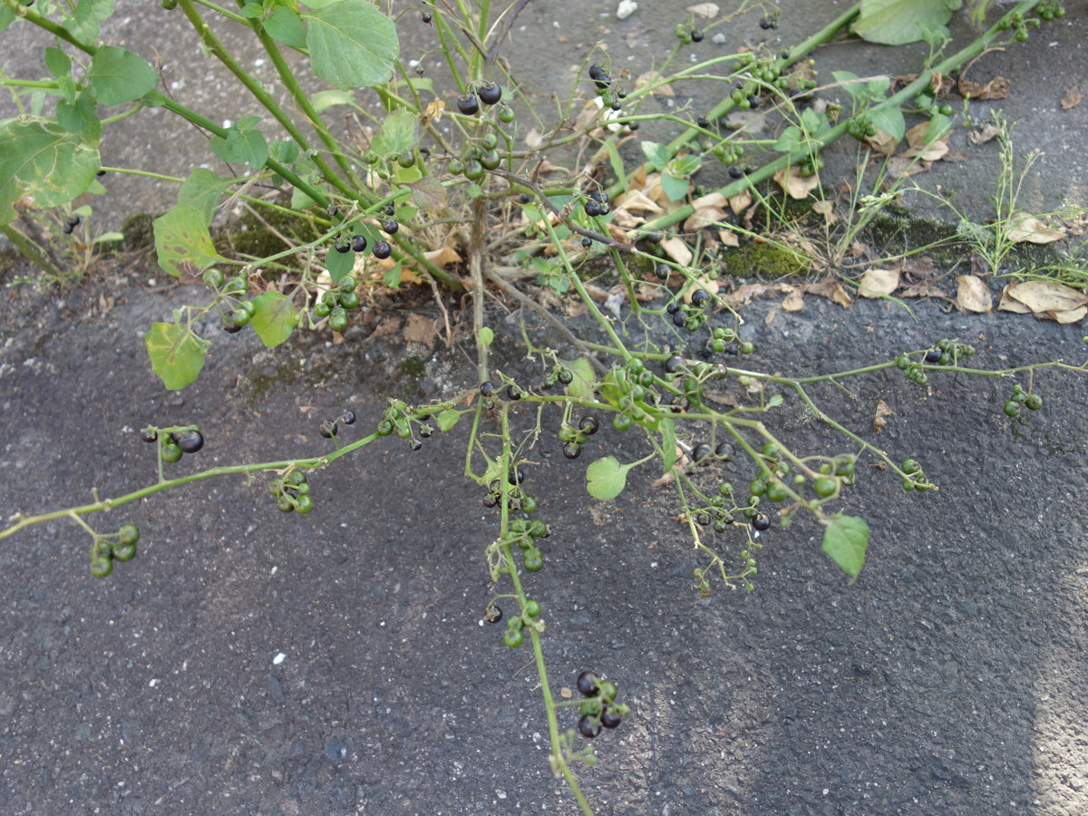 イヌホオズキ（犬酸漿）の実