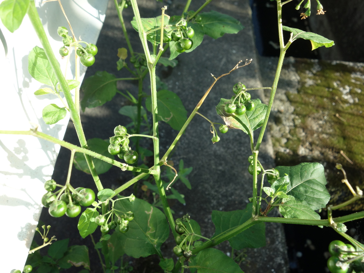 イヌホオズキ（犬酸漿）の実