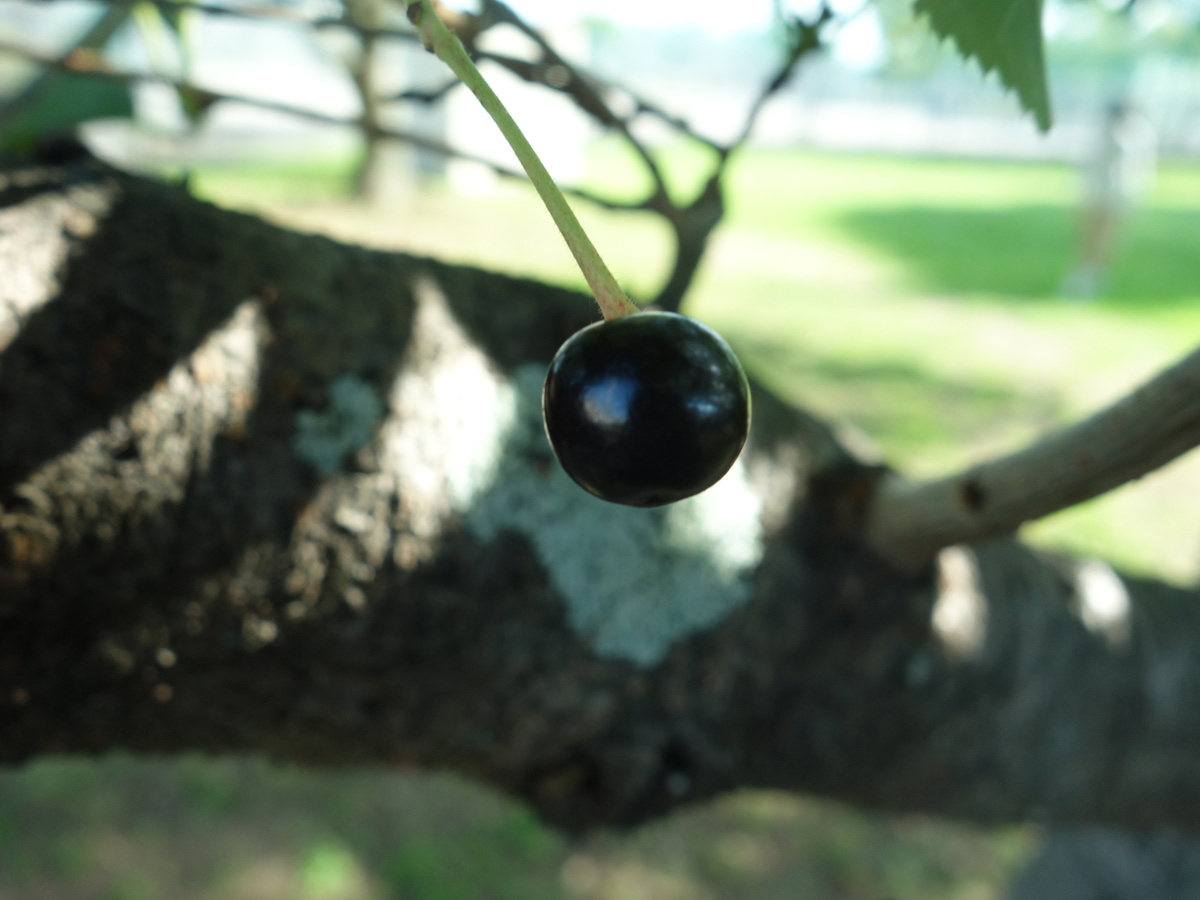 桜の木に生ったさくらんぼ