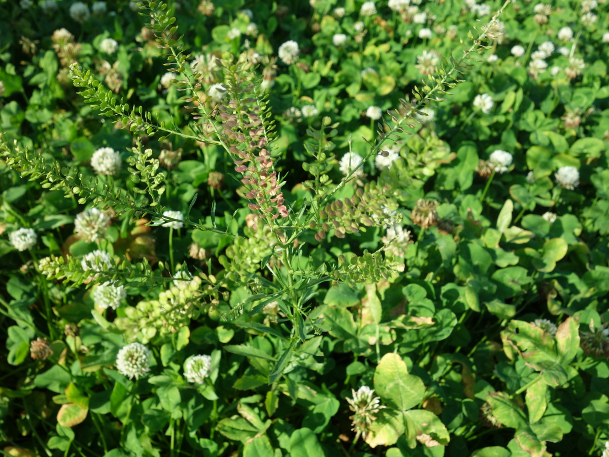 マメグンバイナズナ（豆軍配薺）
