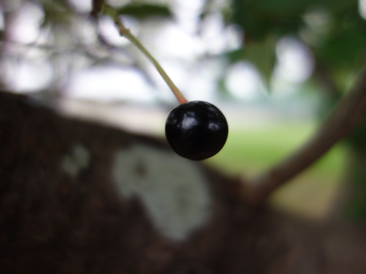 桜の木に生ったさくらんぼ