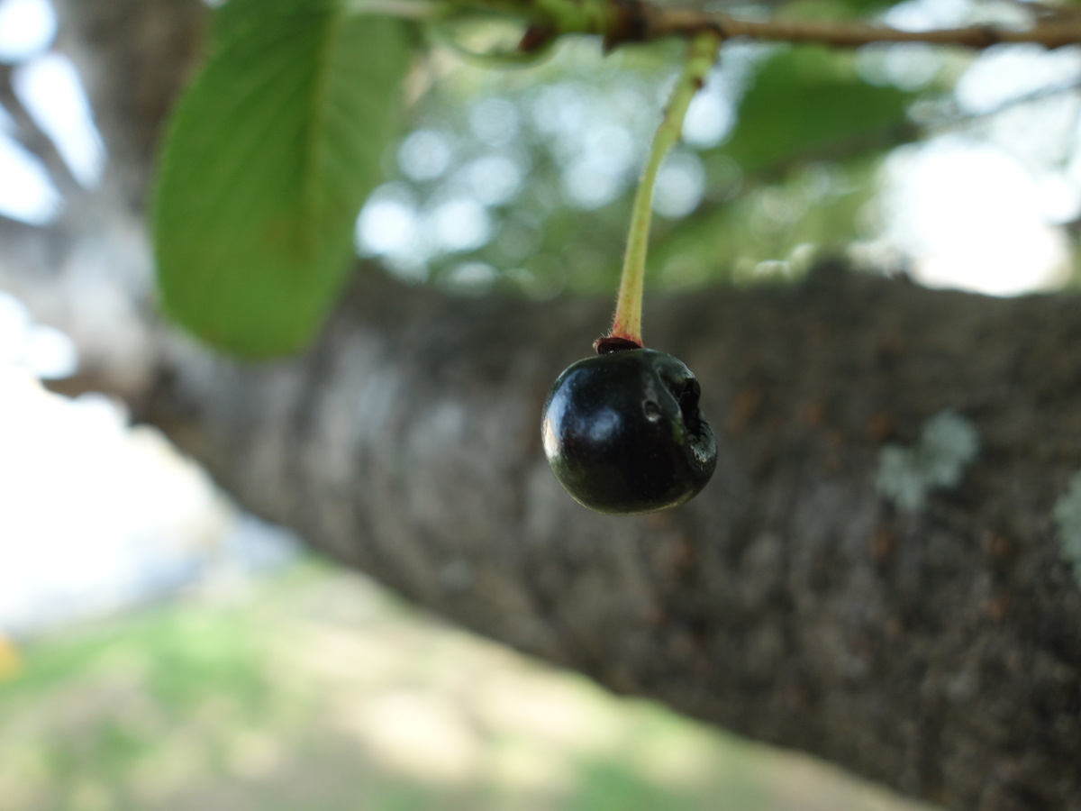 桜の木に生ったさくらんぼ