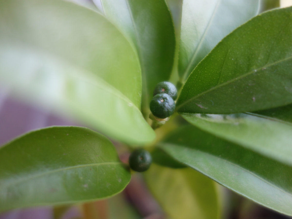 シークヮーサーの実