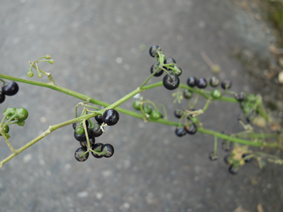 イヌホオズキ（犬酸漿）の実
