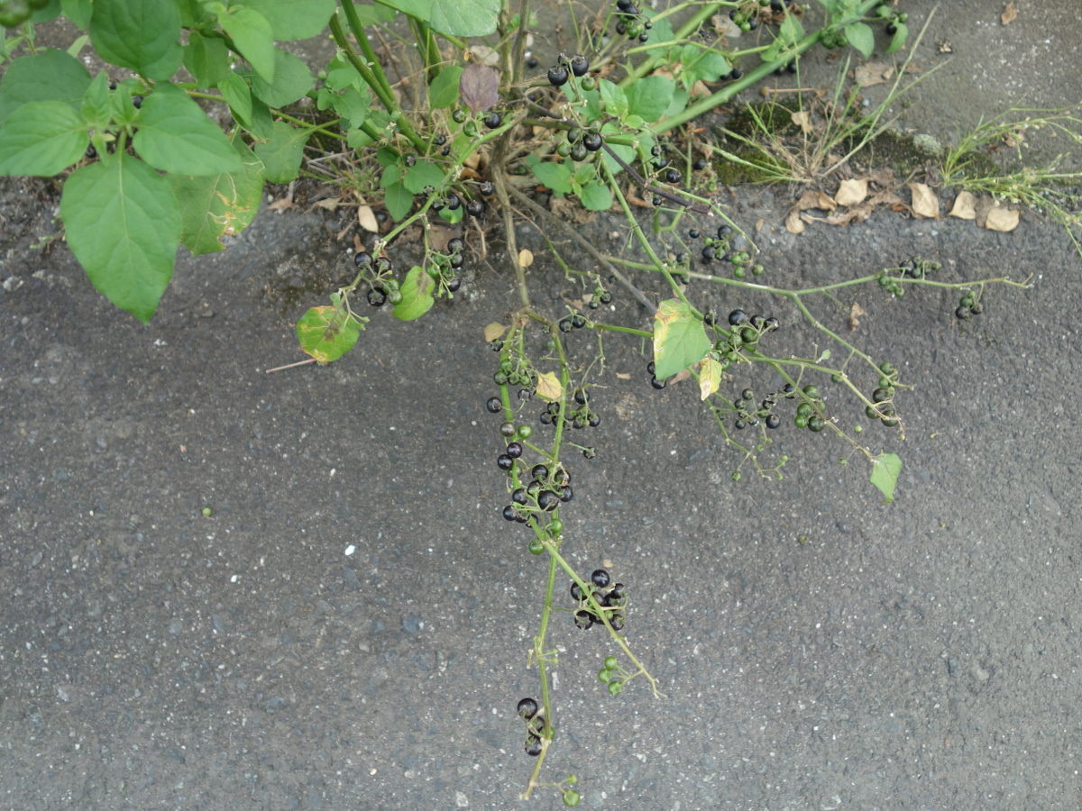 イヌホオズキ（犬酸漿）の実