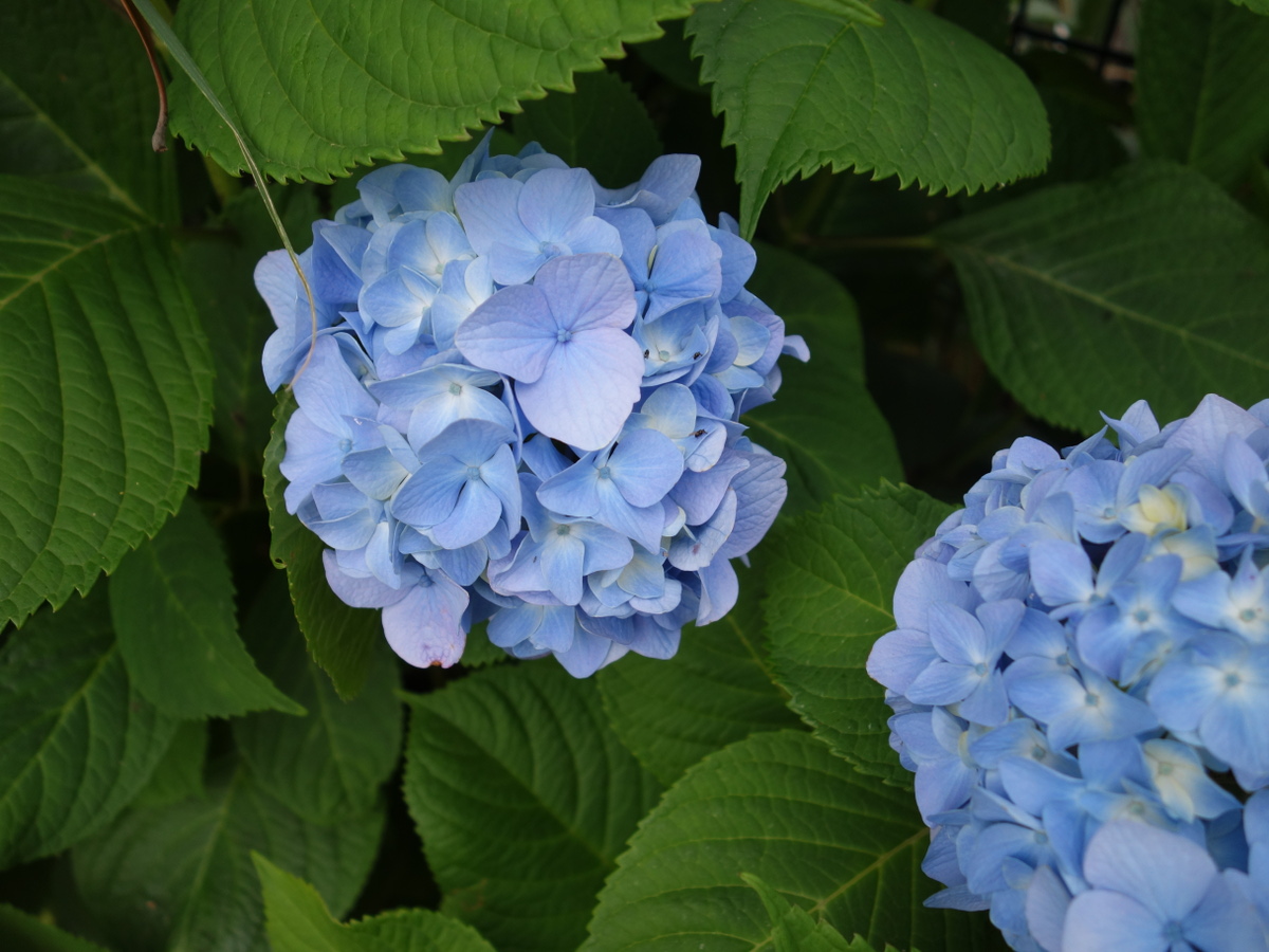 アジサイ（紫陽花）の花