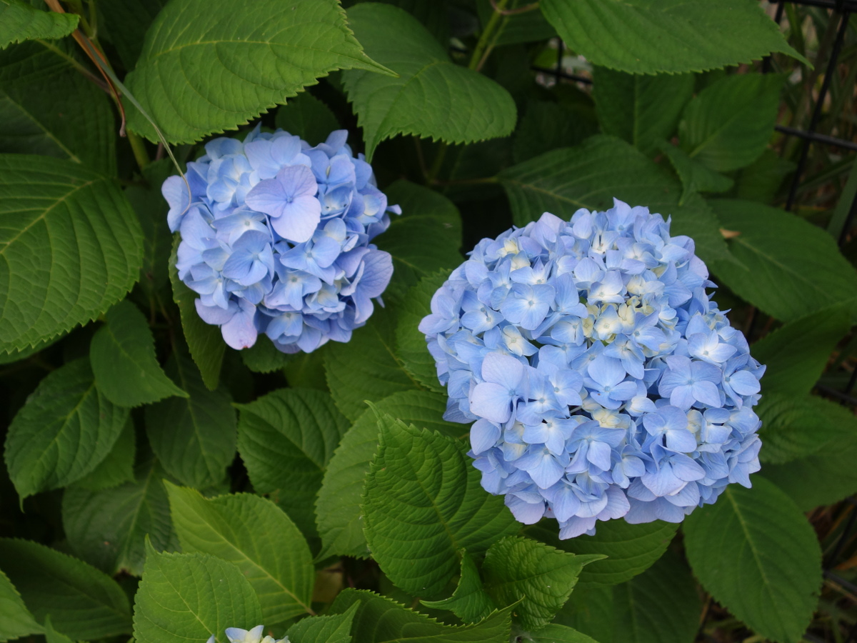 アジサイ（紫陽花）の花
