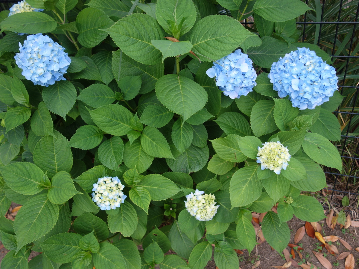 アジサイ（紫陽花）の花