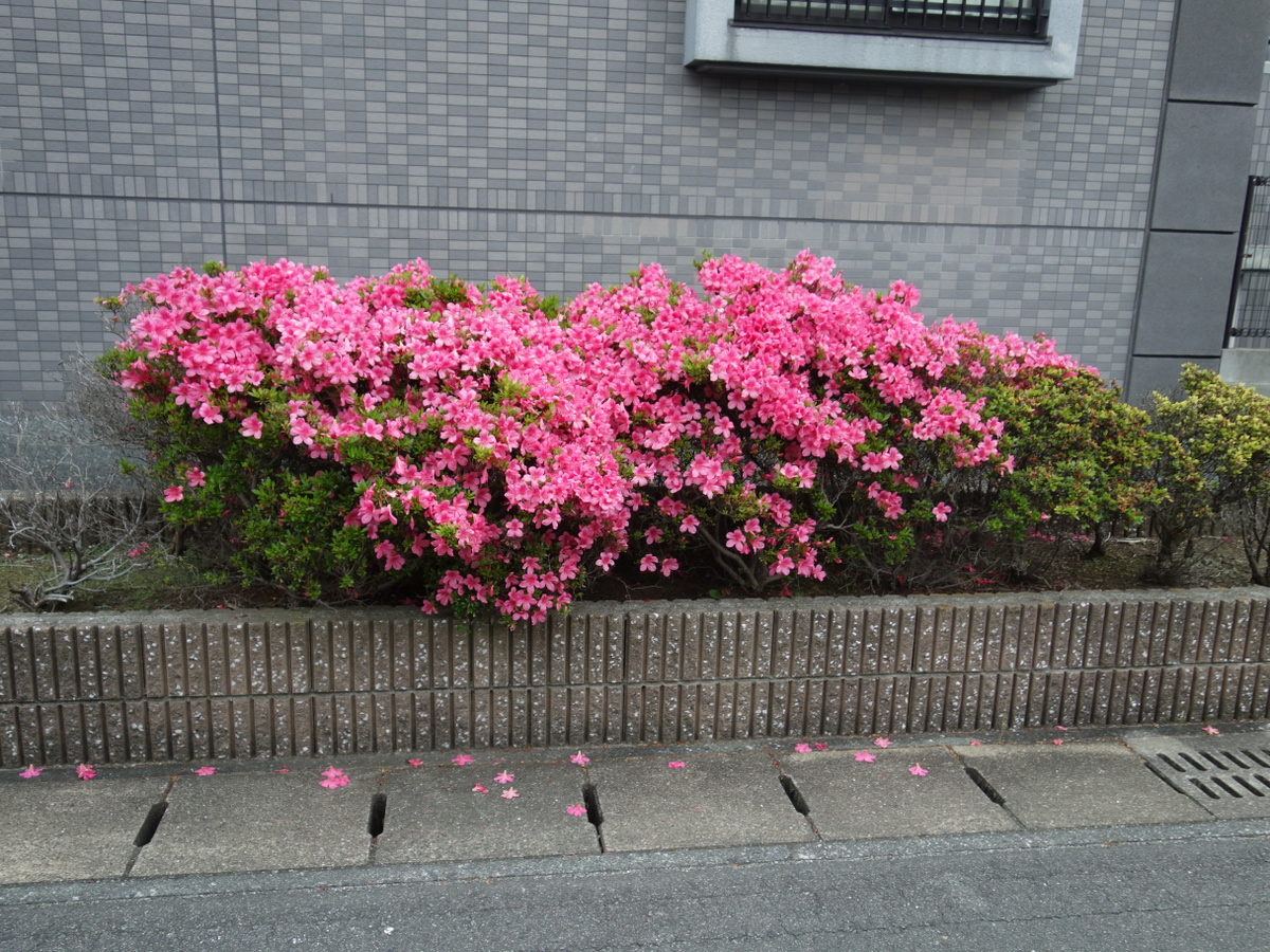 ツツジ（躑躅）の花