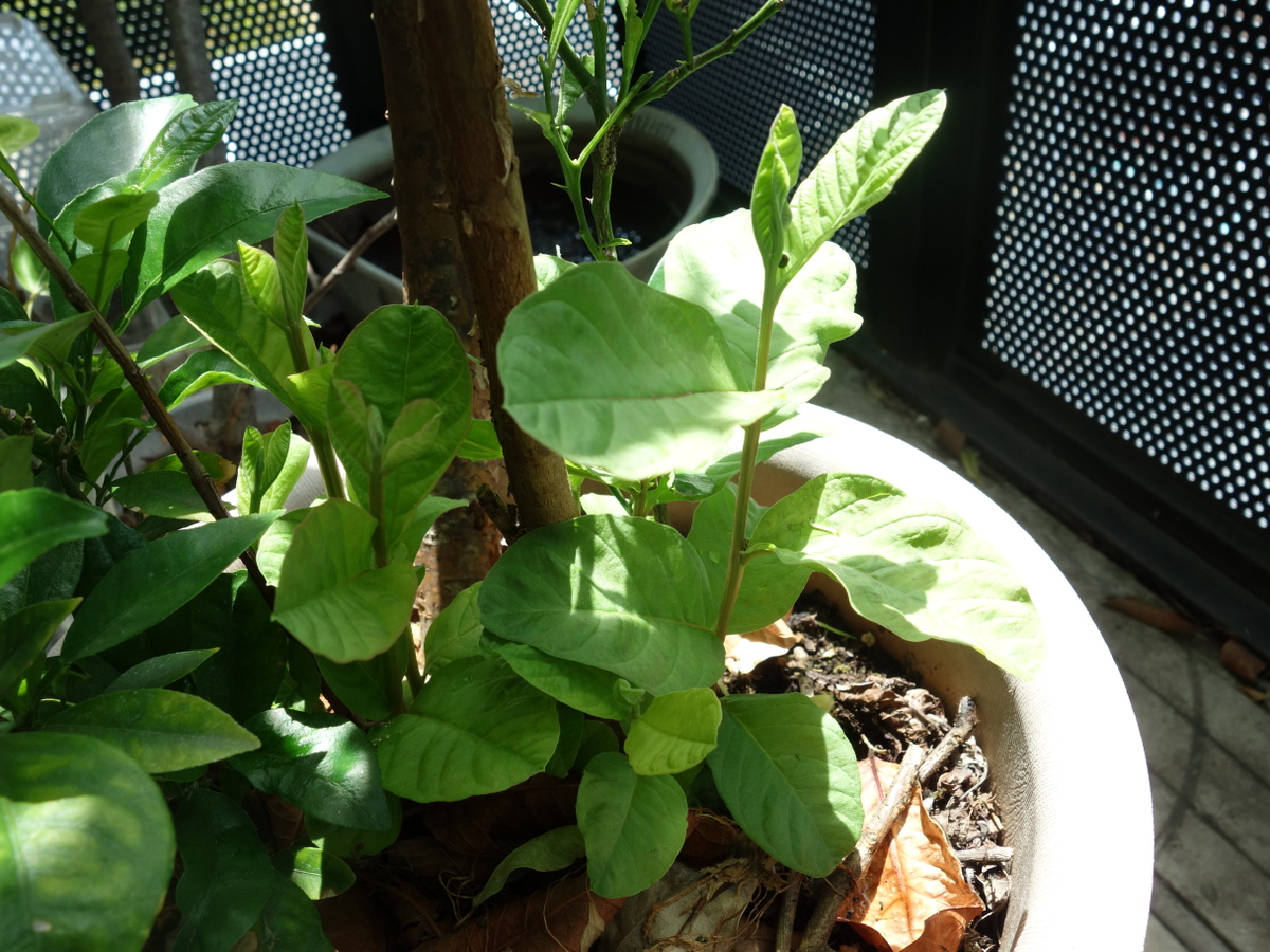 バンシルー／バンジロウ