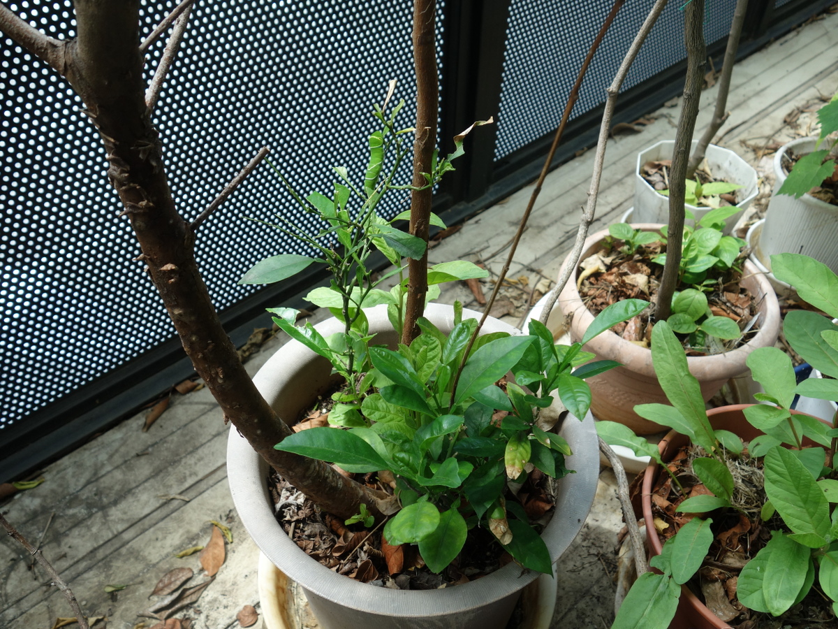 バンシルー／バンジロウ