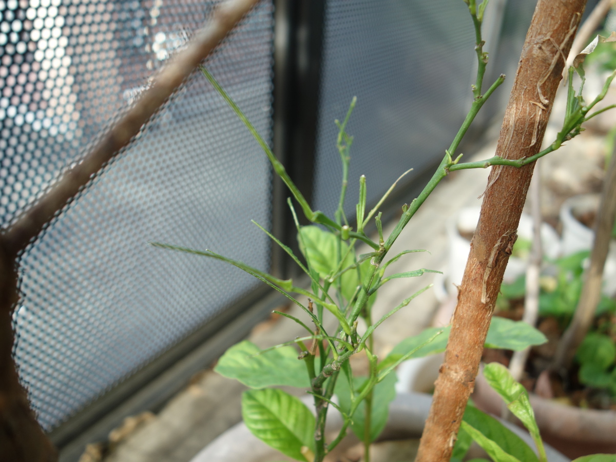 ナミアゲハの幼虫