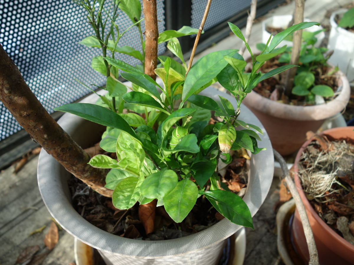 ナミアゲハの幼虫