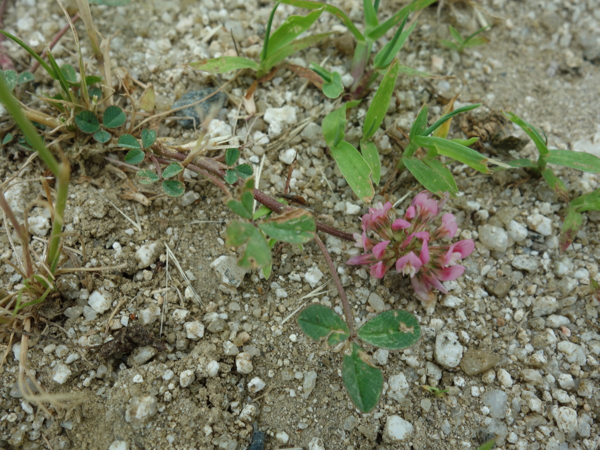 赤いシロツメクサの花