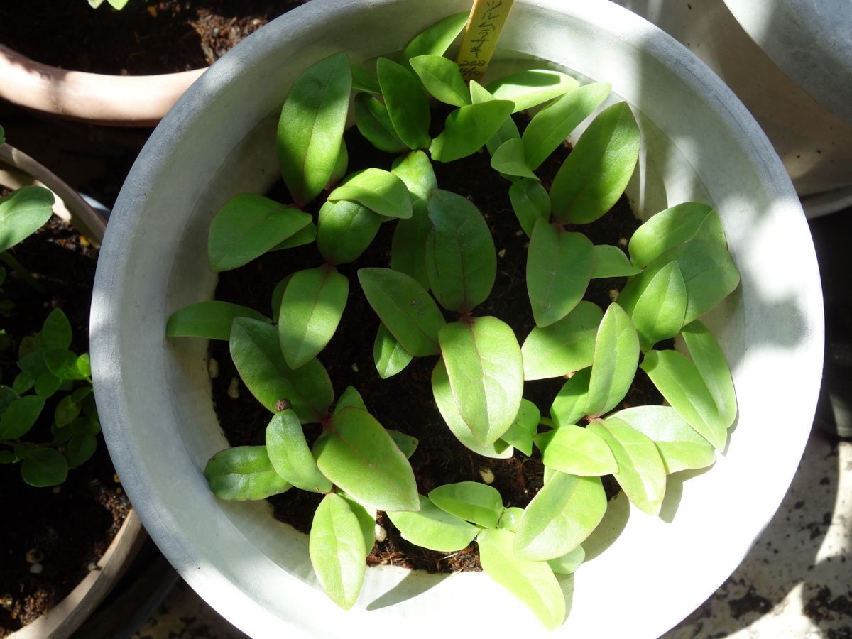 ツルムラサキ赤茎種と緑茎種