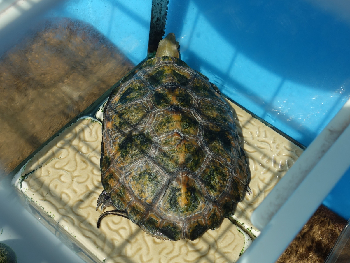 ニホンイシガメ