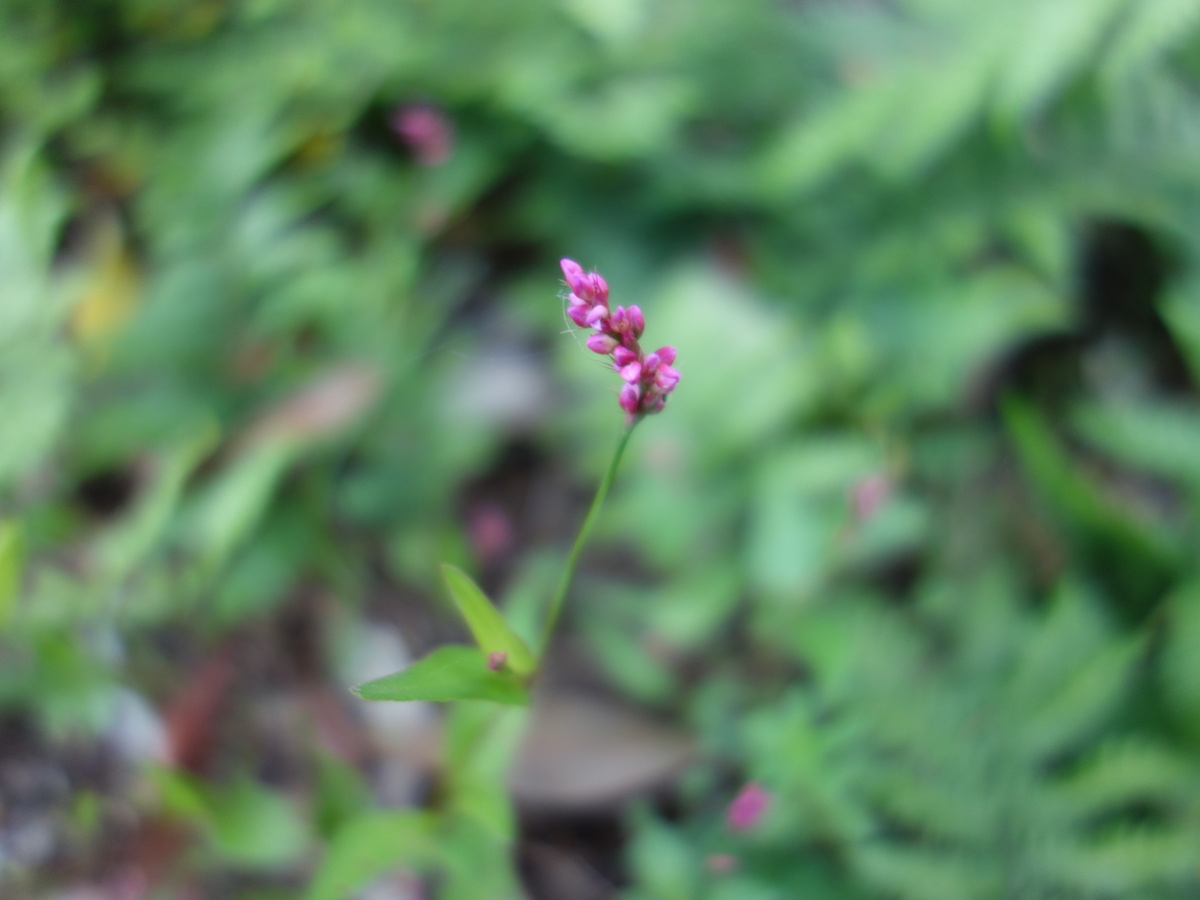 アイ（藍）, タデアイ（蓼藍）