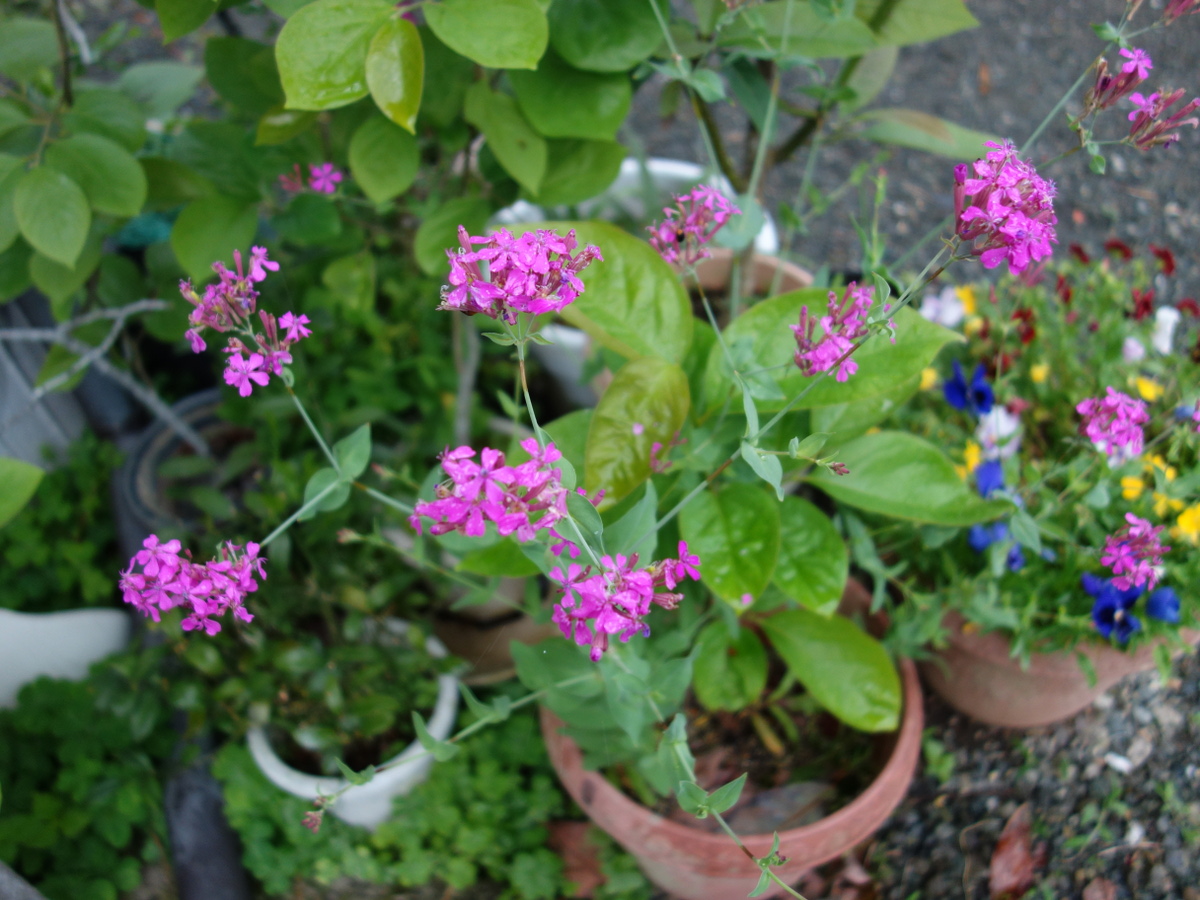 ムシトリナデシコ